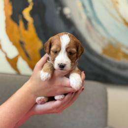 Bow - Red  female Goldendoodle puppy in Orangevale, California from Ugly Dad Doodles