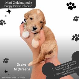 Drake - Apricot male Goldendoodle puppy in Fort Lupton, Colorado from Puppy Paws Colorado