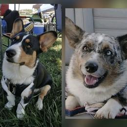 Cardigan Welsh Corgi puppies from Old Iron Farm