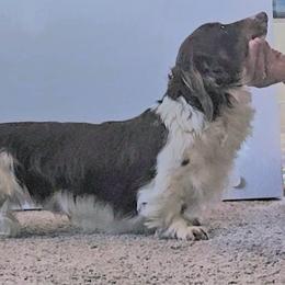 Bingo - Dachshund