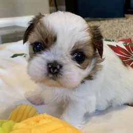 Shih Tzus from Beauty's Shih Tzu (Georgia)