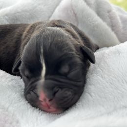 Sable - Brindle female Boxer puppy in Briggs, Texas from Dark Horse Boxers