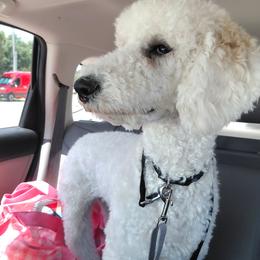 Bella - Poodle