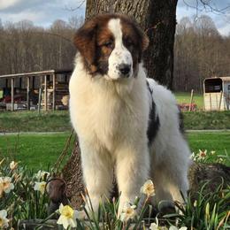Popsicle - White male Tornjak puppy in Albright, West Virginia from Pine Spring Farm