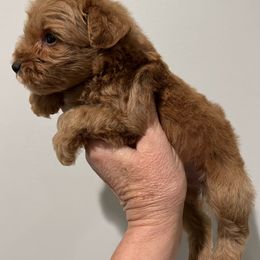 Jimmy - Wheaten male Miniature Schnauzer puppy in Big Point, Mississippi from Lorraine's Miniature Schnauzers