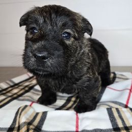 Puppy 1 - Brindle male Scottish Terrier puppy in San Tan Valley, Arizona from For the love of Scotties