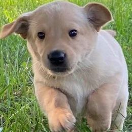 Labrador Retrievers from Missouri Muddy Paws Kennel