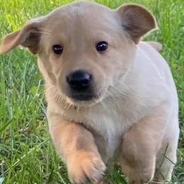 Labrador Retrievers from Missouri Muddy Paws Kennel