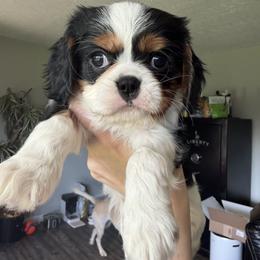 Cavalier King Charles Spaniel Puppies from Wise Cavaliers