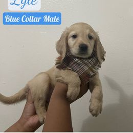 Bernedoodle and Goldendoodle Puppies from Lyon and Luna Goldendoodles Bernedoodles