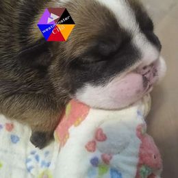 Bulldog Puppies from Westminster CH8