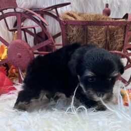 Eclipse - Black and silver female Miniature Schnauzer puppy in Silsbee, Texas from My Little Schnauzer Pals