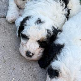 Joseph - Black and white male Bernedoodle puppy in Hays, Kansas from Pine Street doodles