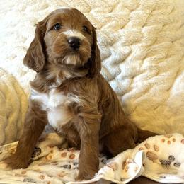 Boy 4 - Apricot male Goldendoodle puppy in Scottsdale, Arizona from Cockadoodle Poo Puppies
