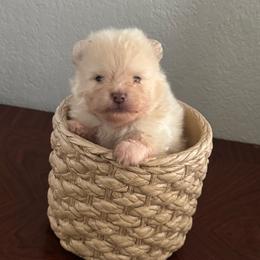 Bear - Cream male Pomeranian puppy in Stockton, California from lunas_poms