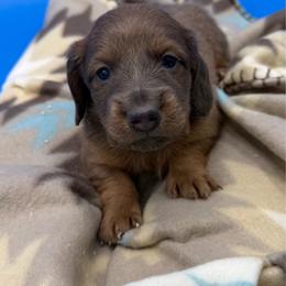 Male - LONGHAIR MINI - Red male Dachshund puppy in Spanaway, Washington from 11 Oaks Kennels