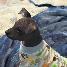 Onyx - Black tan and white male American Hairless Terrier puppy in Smith Center, Kansas from Wilsong Kennel
