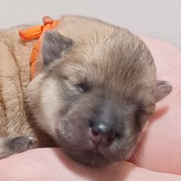 Zuzu, Orange Collar - Fawn female Eurasier puppy in Lakewood, Ohio from Exquisite Eurasier