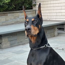 Doberman Pinscher Puppies from Ocean’s Breeze Doberman Pinschers