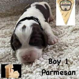 English Springer Spaniel Puppies from Picky’s Puppies