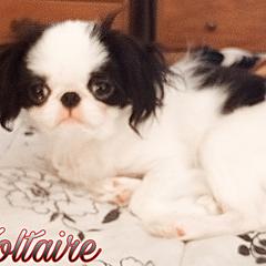 Japanese Chin Puppies from Mystike Japanese Chin