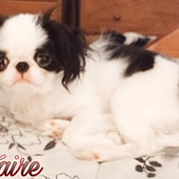Japanese Chin Puppies from Mystike Japanese Chin