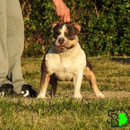 Scissors  - American Bully