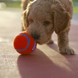 Bernedoodle and Goldendoodle Puppies from Lings Legacy Doodles