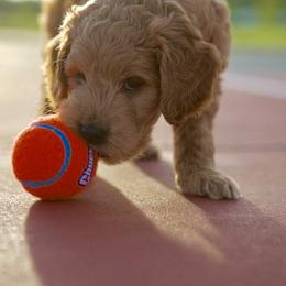Bernedoodle and Goldendoodle Puppies from Lings Legacy Doodles