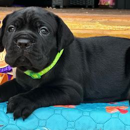 Miracle City Green - Black female Cane Corso puppy in Conroe, Texas from Miracle City