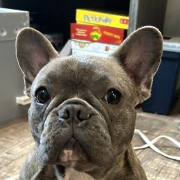 Koda - French Bulldog