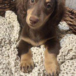 Theo - Dachshund