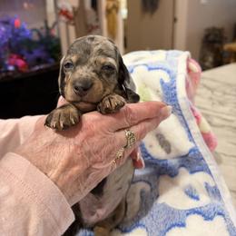 Creek - Gray (blue) male Dachshund puppy in Heber Overgaard, Arizona from Sonoran Doxies