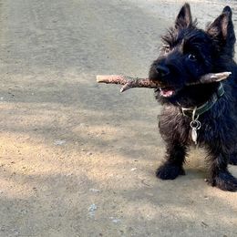 Cairn Terriers from Red Clover Cairns