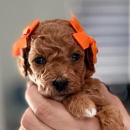Truffle - Red  female Goldendoodle puppy in Miami, Florida from Haus of Pawz