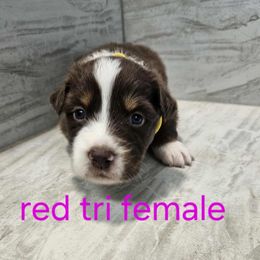 Mya yellow - Red tri-color female Australian Shepherd puppy in Arbela, Missouri from County Line Aussies