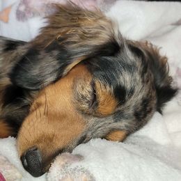 Daisy - Dachshund