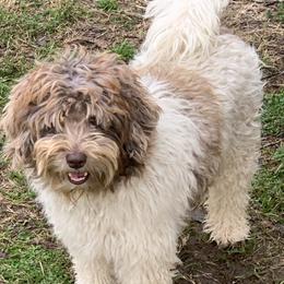 Marley  - Aussiedoodle