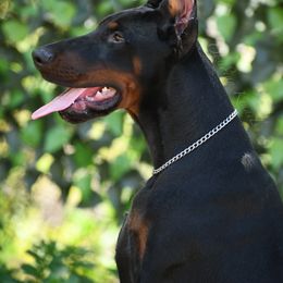 Doberman Pinscher Puppies from Obsidian Kennels