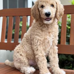 Parker (Spider man) - Apricot male Poodle puppy in Lecanto, Florida from Lecanto Puppy