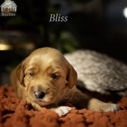 Purple Collar - Apricot female Australian Labradoodle puppy in Cashmere, Washington from Mountain Home Doodles