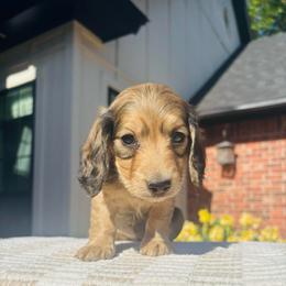 Emily - Cream female Dachshund puppy in Altus, Oklahoma from Johnson Prairie Pups