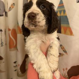 Tennessee - Liver and white male English Springer Spaniel puppy in Huntingdon, Pennsylvania from Indian Creek Springers and Doxies