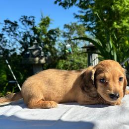 Enzo - Red male Dachshund puppy in Cherry Tree, Oklahoma from Peavine Creek Dachshunds
