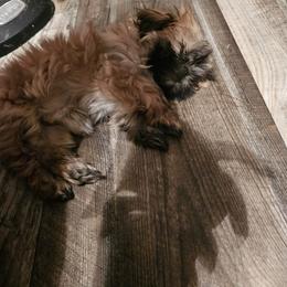 Shih Tzu Puppies from Prairie Creek Puppies