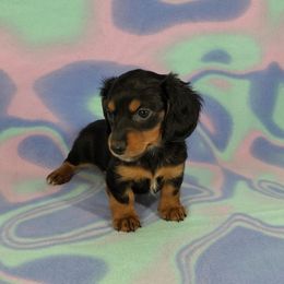 Dachshund Puppies from Newbern's Nuggets