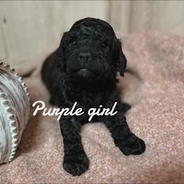 Bernedoodle Puppies from Bailey Doodles