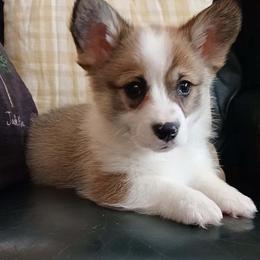 Figi - Sable female Pembroke Welsh Corgi puppy in New Auburn, Wisconsin from Cordell Corgis