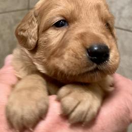 Black Boy - Golden male Golden Retriever puppy in Bessemer City, North Carolina from Weaver Dairy Goldens
