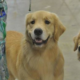 Golden Retriever All Grown Up from Liberty LionsWatch Goldens and Havanese
